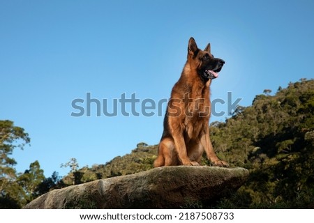 German Shepherd sitting on a rock with forest and blue sky in the background. The dog is man's friend.