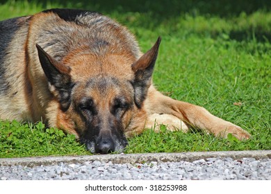 German Shepherd Sleeping