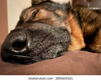 German Shepherd Sleeping On The Bed