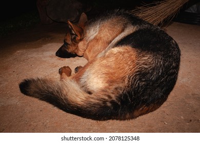 German Shepherd Sleeping On Floor