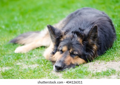 German Shepherd Sleeping On Green Grass