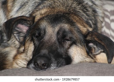 German Shepherd Sleeping On His Bed