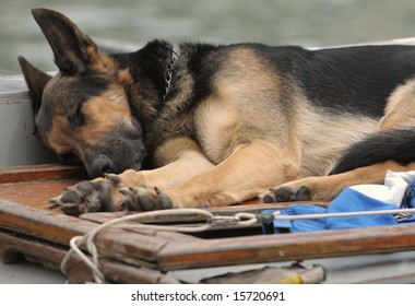 German Shepherd Sleeping On A Wooden Boat