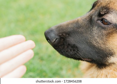 German Shepherd Sniffs A Man’s Hand, Nose Closeup