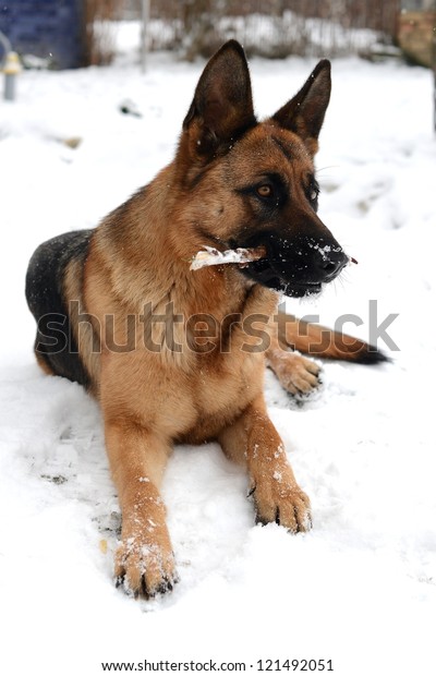 German Shepherd Snow Stock Photo (Edit Now) 121492051