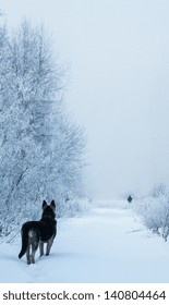 German Shepherd In Snow And A Fog