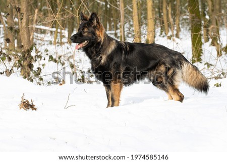 Similar – Image, Stock Photo German shepherd dog