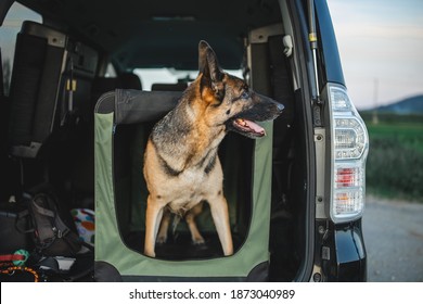 a german shepherd is a soft crate in the car. the trunk is open and the dog i peeking out of his crate from the car. the vehicle is black and big and dog is a male german shepherd. crate training  - Shutterstock ID 1873040989