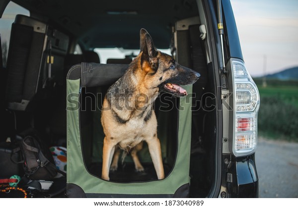 a german shepherd is a soft crate in the car. the trunk\
is open and the dog i peeking out of his crate from the car. the\
vehicle is black and big and dog is a male german shepherd. crate\
training 