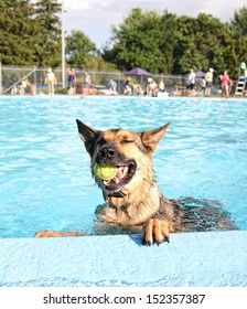 A German Shepherd Swimming In A Public Pool