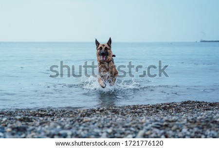 German shepherd swims in the sea, dog plays with a toy on the beach