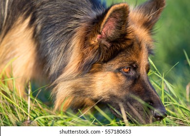 German shepherd tracker dog working outdoor - Powered by Shutterstock