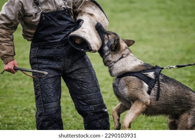 German shepherd trained dog doing bite and defence work with animal trainer. Obedience training - Powered by Shutterstock