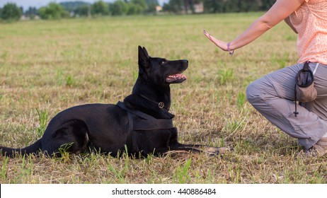 German Shepherd training (Sit command) - Powered by Shutterstock