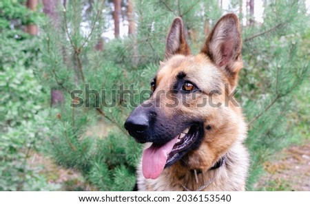 German shepherd for a walk in the woods. The dog gives the paw to the woman.