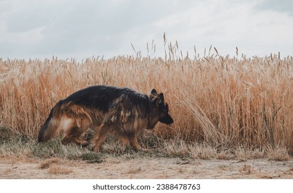 A German Shepherd walks by a wheat field - Powered by Shutterstock