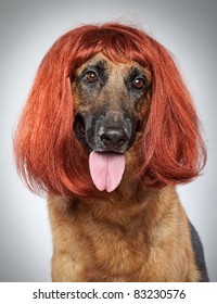 German Shepherd In A Wig On Grey Background (funny Series)