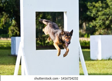 German Shepherd working dog, police K9 unit agility work jumping through window equipment, police canine unit agility training - Powered by Shutterstock