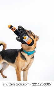 German Shepherd Young Adult Puppy Dog Isolated In Studio On White Background Playing With Pumpkin Ale Squeaky Toy 