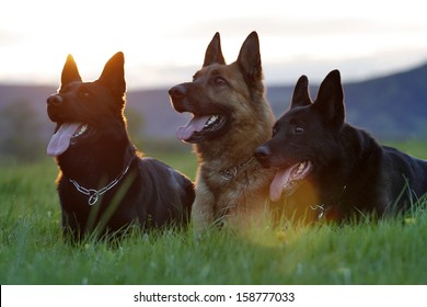 1,894 Barking German Shepherd Images, Stock Photos & Vectors 