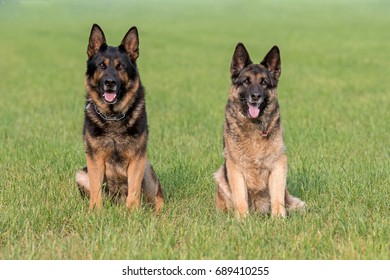 Two German Shepherds Laying Together Side Stock Photo 191054609 ...