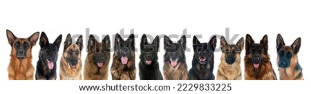 german shepherds in front of white background