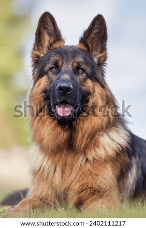 The German shephered. The best dog breed.