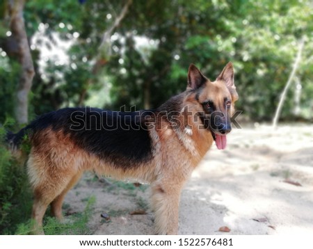 German shephered dog lovely friend