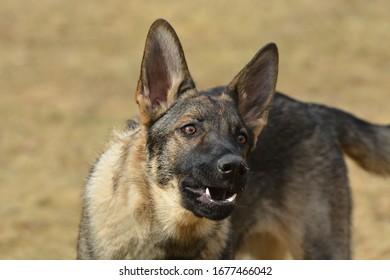 German Sheppard Dog Barking Outside