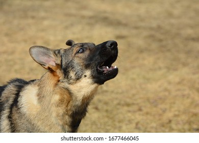 German Sheppard Dog Barking Outside