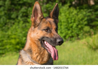 German Sheppard Dog Portrait Closeup Stock Photo 1482015764 | Shutterstock