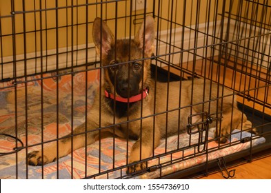 German Sheppard Puppy In Crate