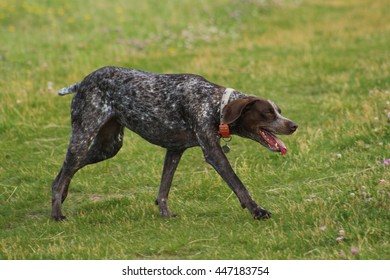 German Short Haired Pointer Images Stock Photos Vectors