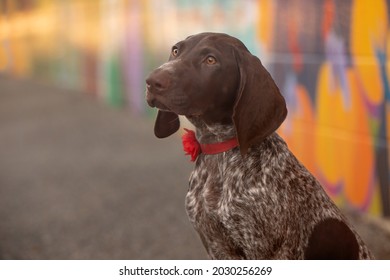 German Short Hair Pointer Portraits