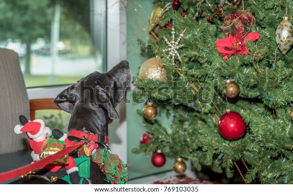 German Short Haired Pointer Bird Dog Stock Photo Edit Now 769103035