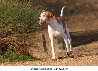 Dog Pointer Images Stock Photos Vectors Shutterstock