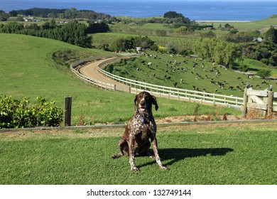 German Short Haired Pointer Dog On Dairy Farm, New Zealand