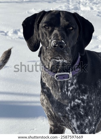German Short -Haired Pointer
Dog
Hunting
Winter
Pet
Snow
Outside
Bird Dog
Black
White
Animal