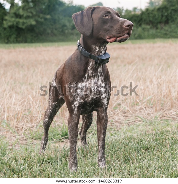 German Short Haired Pointer Dog Outdoors Stock Photo Edit Now