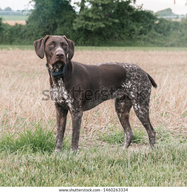 German Short Haired Pointer Dog Outdoors Stock Photo Edit Now