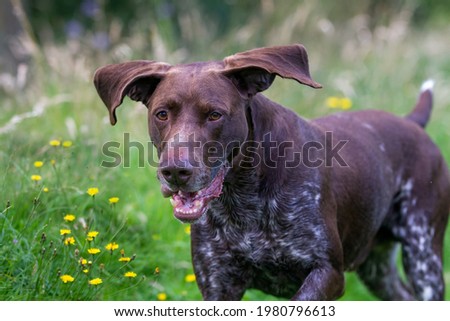 German Short Haired Pointer with ears flying