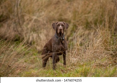 german short wirehaired pointer