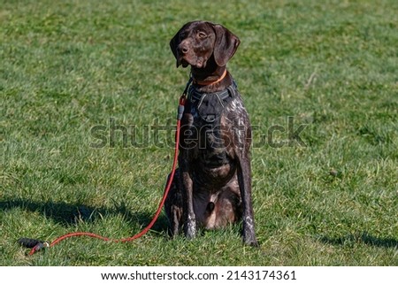 German Short Haired Pointer, Pointer, GSP, German Shorthaired Pointer, Working Dog, Gun Dog, Working Gundog