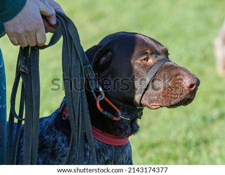 German Short Haired Pointer, Pointer, GSP, German Shorthaired Pointer, Working Dog, Gun Dog, Working Gundog