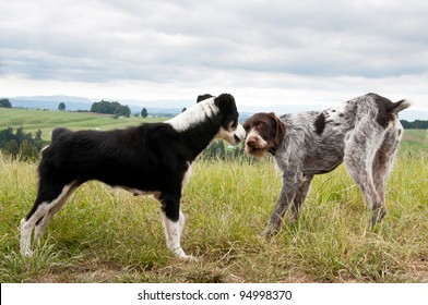 Border Collie Short Hair Images Stock Photos Vectors Shutterstock