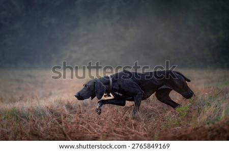 German short haired pointer hunting