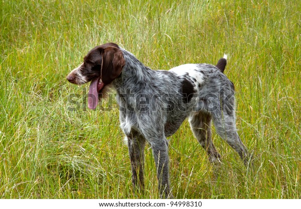 German Short Haired Pointer Hunting Dog Stock Photo Edit Now