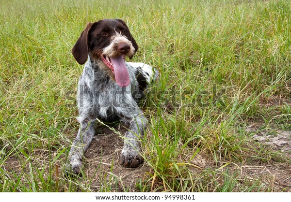 German Short Haired Pointer Hunting Dog Stock Photo Edit Now