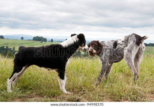 German Short Haired Pointer Hunting Dog Stock Photo Edit Now