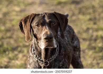 German short haired pointer profile picture liver and ticked. retired Working dog for the government. Explosives detection sponsored medical after retirement by Paws of Honor non profit.